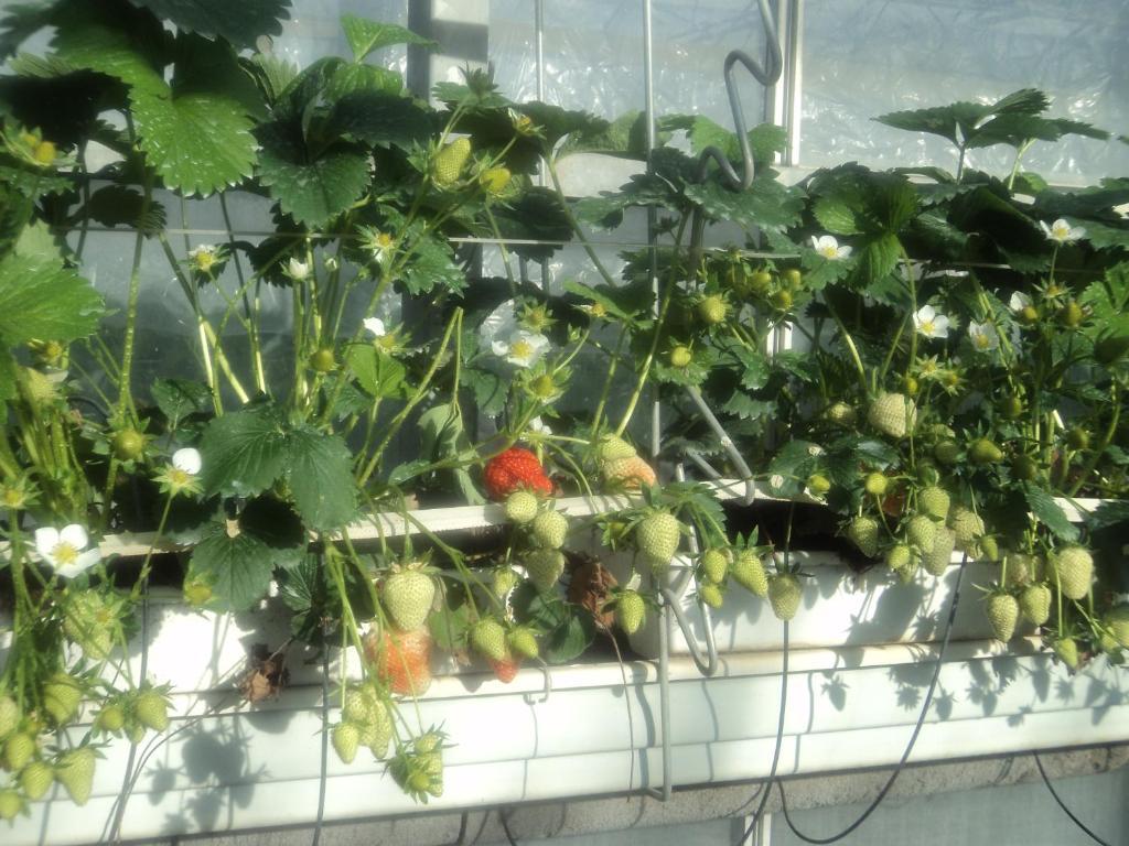 Juwel Fruithof Apartamento Zepperen Quarto foto